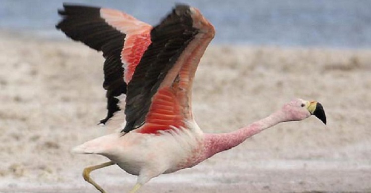 Andean Flamingo (Phoenicopterus andinus) © Omar Rocha